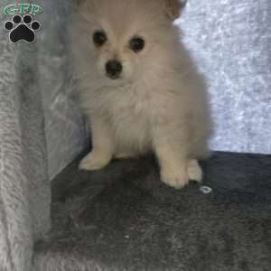 Vicky, Pomeranian Puppy